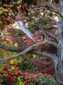 Last chance to vote on the European Tree of the Year