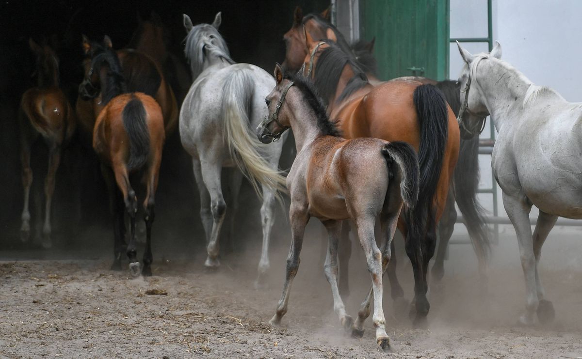 stadnina w janowie, stadnina koni w janowie podlaskim, wypadek, śledztwo Groźny wypadek z stadninie. Śledczy wchodzą do gry