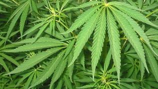 High School: Lisa Simpson dołączy do obsady marihuanowej komedii 1