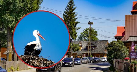 Ten bocian uwielbia Polskę! Został u nas, choć jego krewni już dawno odlecieli