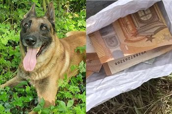 Pół miliona euro. Psy ratują policję