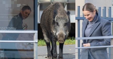 Marta Nawrocka pojechała na pazy za 140 złotych. Hołd pierwszej damie złożyła przed salonem rodzinka dzików