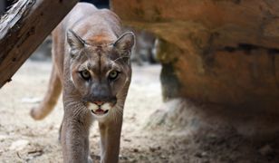 USA. Puma rzuciła się na 5-latka. Matka zaczęła z nią walczyć gołymi rękami