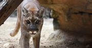 USA. Puma rzuciła się na 5-latka. Matka zaczęła z nią walczyć gołymi rękami