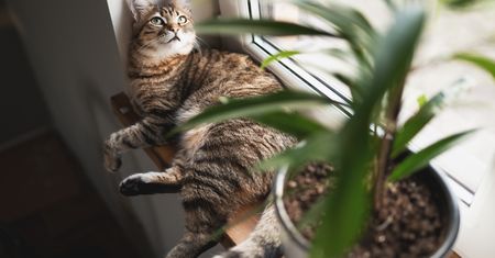 Kot sika do doniczki? Sprawdź dlaczego