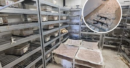Z sadu zrobili fabrykę. W środku było ponad 140 kg narkotyków