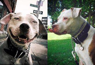 Najweselszy pies internetu - uśmiecha się już od 12 lat! (ZDJĘCIA)