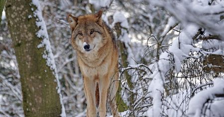 Atak wilków w Małopolsce. Pilny apel gminy. "Zamknij furtkę na noc"