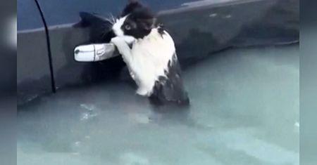 Kot wisiał na klamce od auta. Powódź błyskawiczna w Dubaju