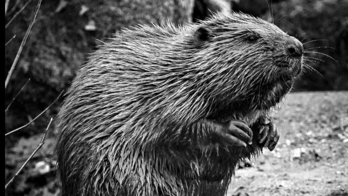 Bóbr zginął pod kołami samochodu 