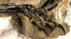 Pierwszy kompletny szkielet tyranozaura trafi do muzeum