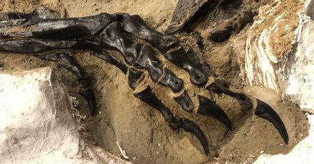 Śmiertelna potyczka dwóch dinozaurów. Archeolodzy szykują przełomową wystawę w USA