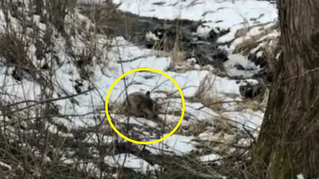 Wilczyca wpadła w kłusownicze wnyki 