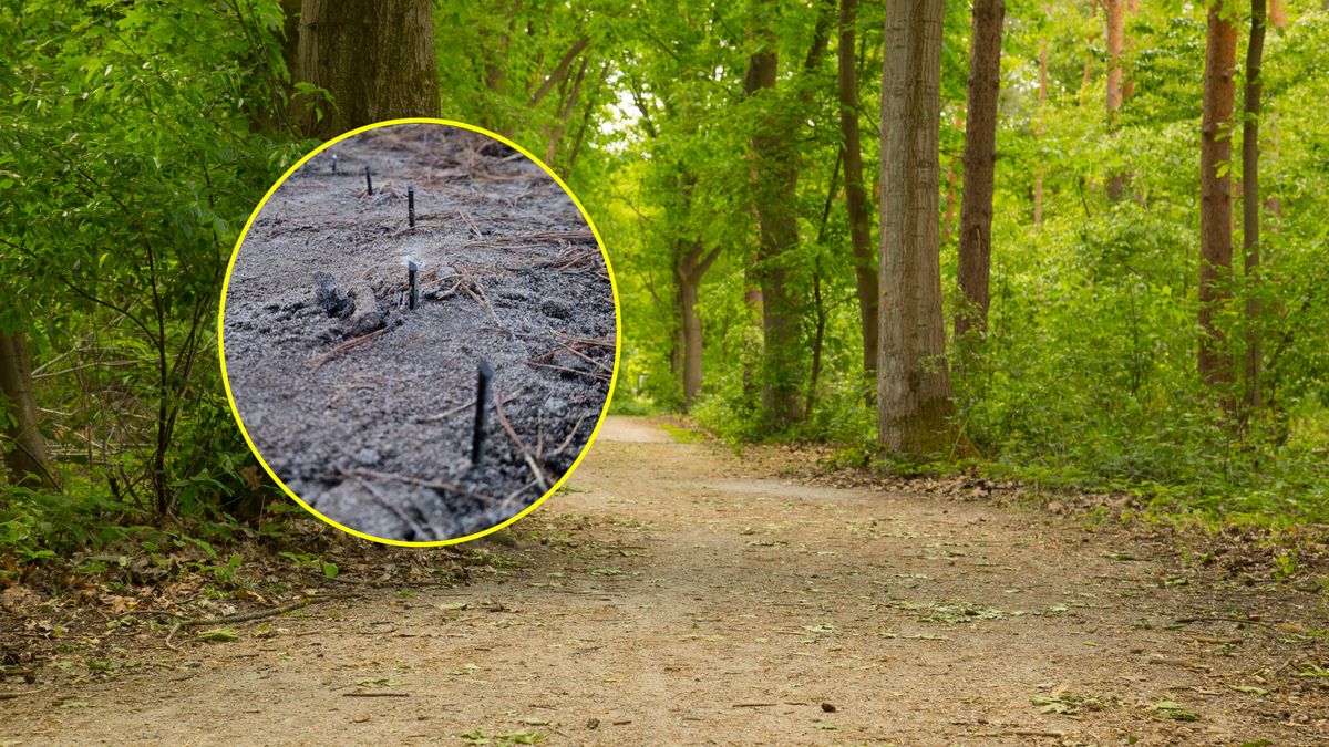 Ktoś powbijał wkręty w leśną drogę 