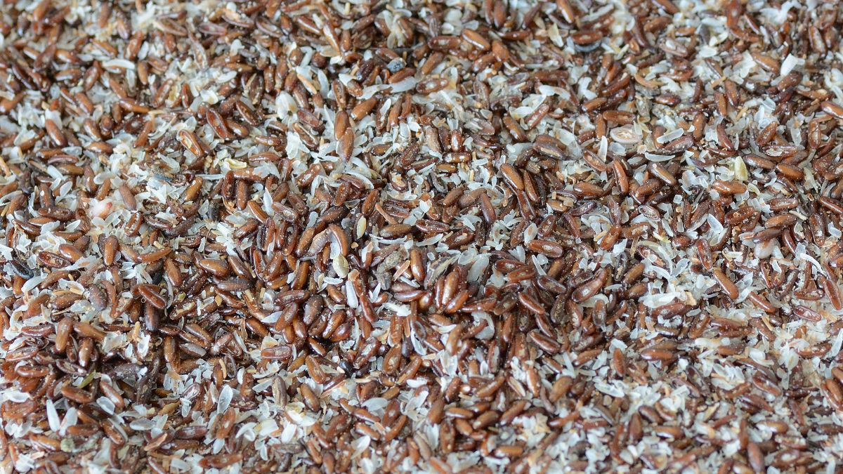 Babka płesznik - cud natury, o którym niewiele osób wie