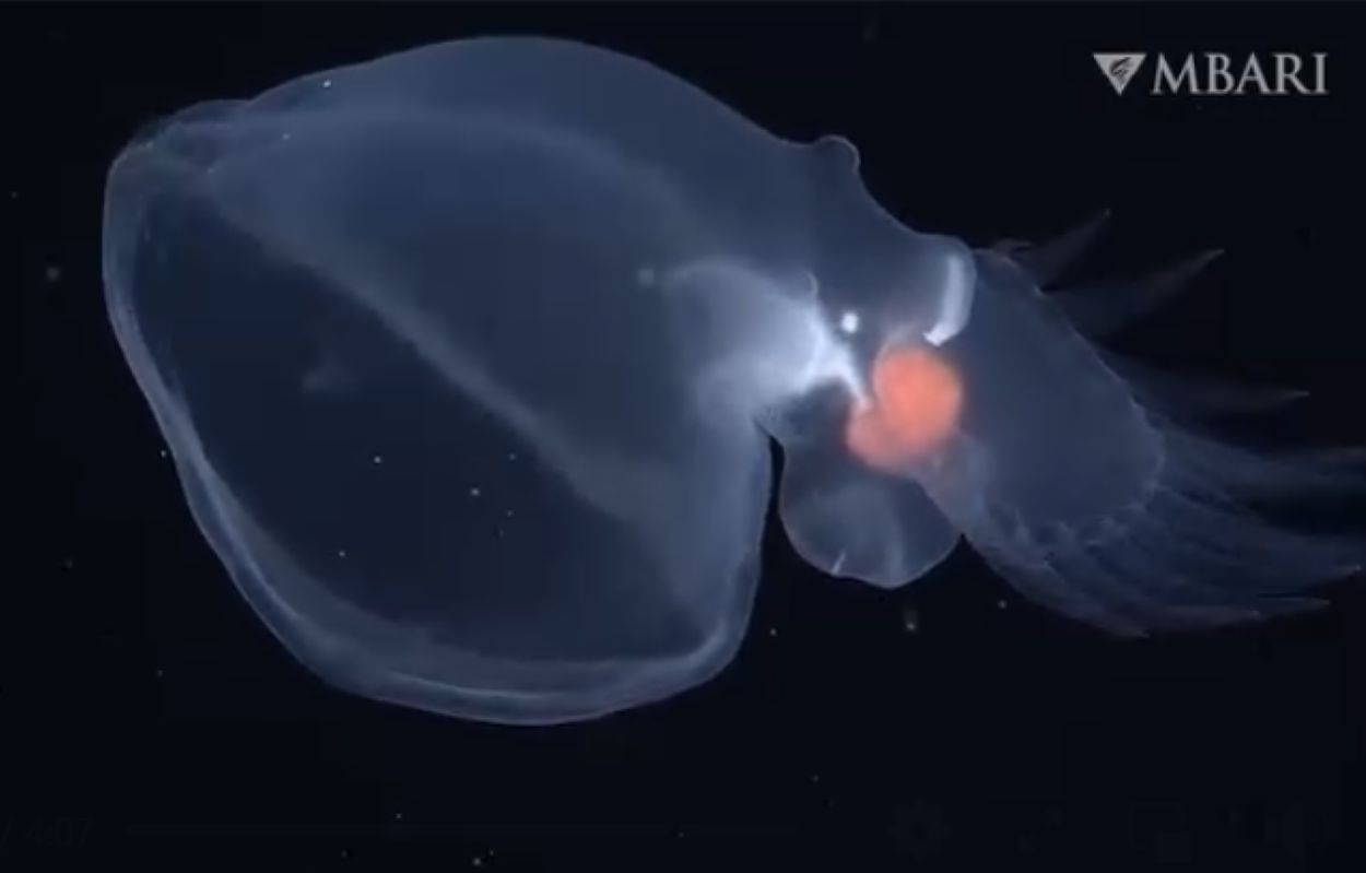 An extraordinary species found in the depths of the ocean.