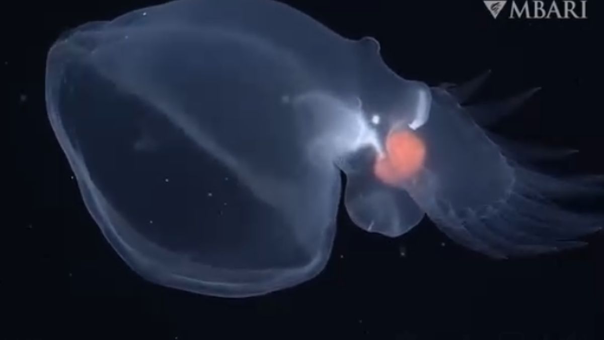 Niezwykły gatunek odnaleziony w głębi oceanu.