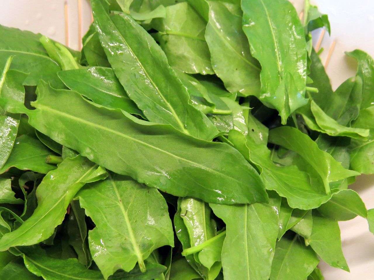 Sorrel - to eat or not to eat