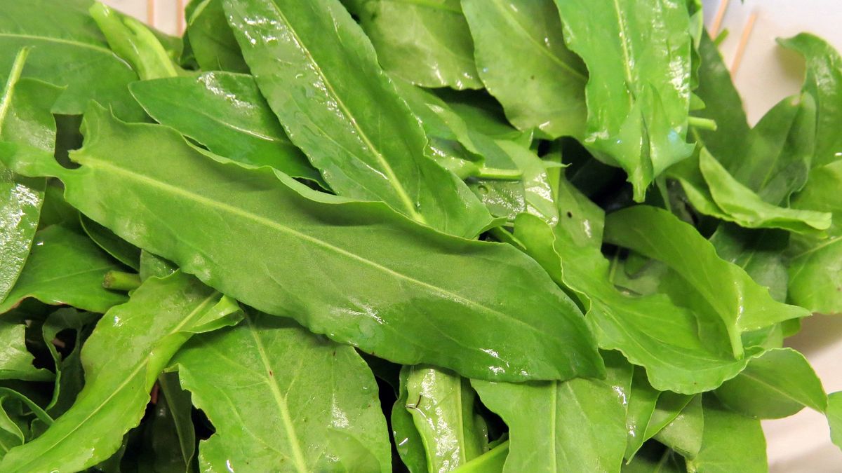 Szczaw – jeść czy nie jeść 