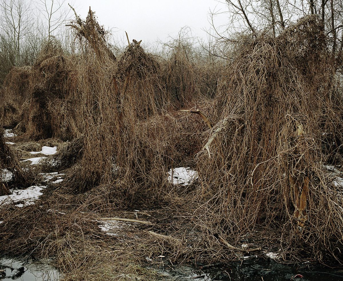 „Postrzyżyny" w obiektywie Polaków docenione w Lens Culture Awards 2014 7