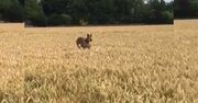 Pies w zbożu. Jego zachowanie to hit sieci