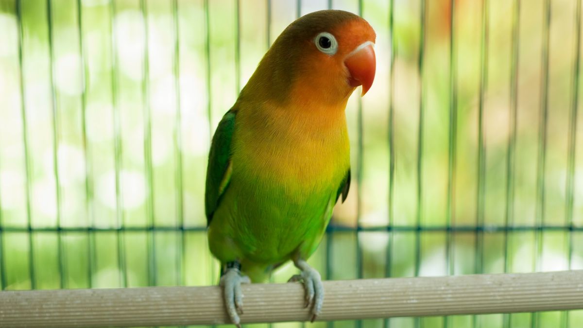 Pobił małżeństwo, bo przeszkadzała mu papuga na balkonie