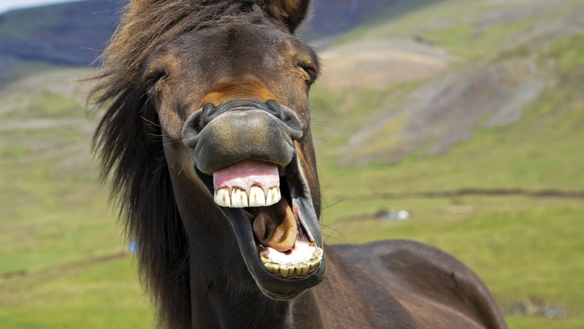 Najzabawniejszy dowcip świata wybrany. Koń by się uśmiał?