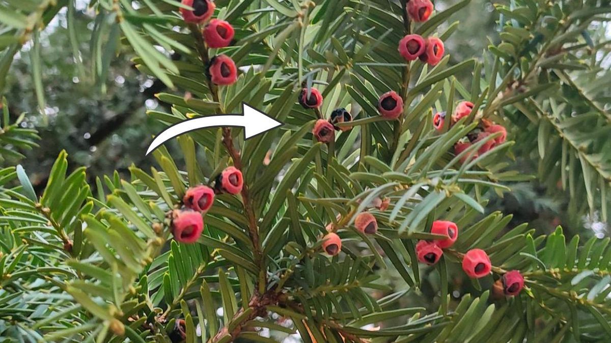 Leśnicy ostrzegają przed cisem pospolitym