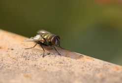 Zrzucą miliony much z samolotów. USA walczą z plagą owadów