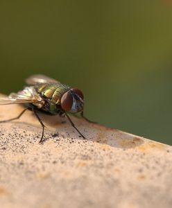 Zrzucą miliony much z samolotów. USA walczą z plagą owadów