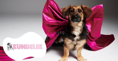 #AdoptujŚwiadomie! Pudelek szuka domu dla niepełnosprawnej Lilki