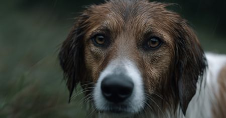 Jawor: Porzucił husky'ego pod kopalnią, bo pies stał się "problemem" na wakacje. 36-latek usłyszał zarzut znęcania się nad zwierzęciem
