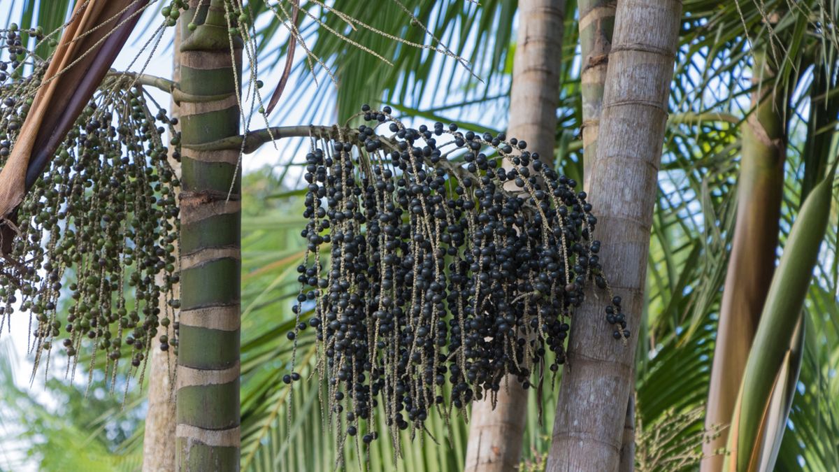Acai rosną na palmach brazylijskich w lasach tropikalnych Ameryki Południowej