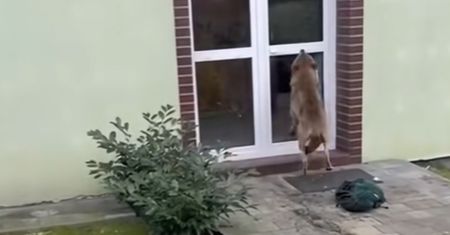 Wilk wparował do ogrodu. Nagranie ma prawie milion wyświetleń