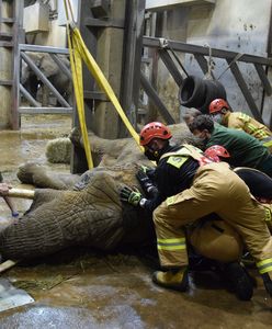 Nie żyje Linda - słonica z poznańskiego zoo