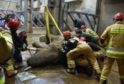 Nie żyje Linda - słonica z poznańskiego zoo