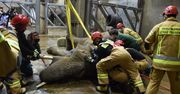 Nie żyje Linda - słonica z poznańskiego zoo