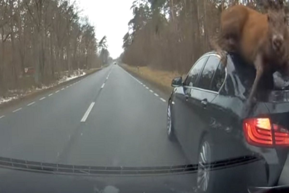 Jeleń na BMW