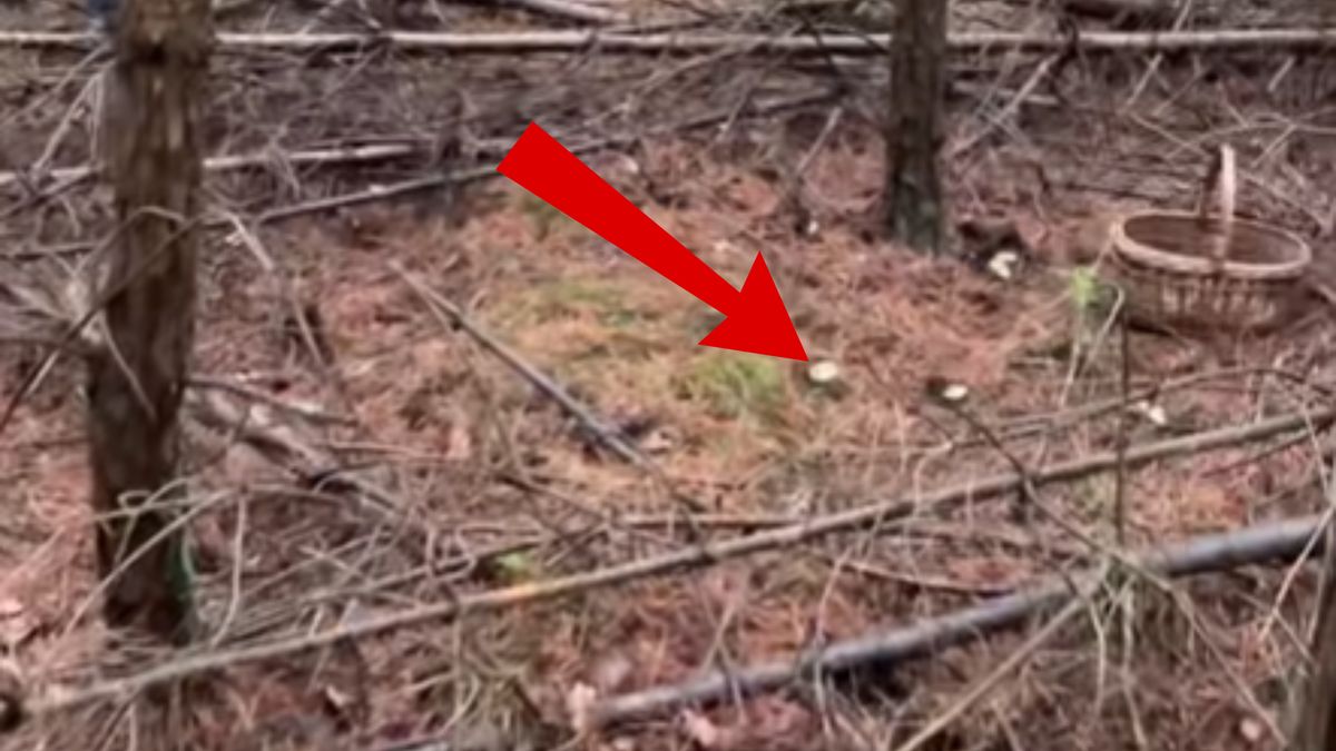 Pojaw gąsek w połowie grudnia.