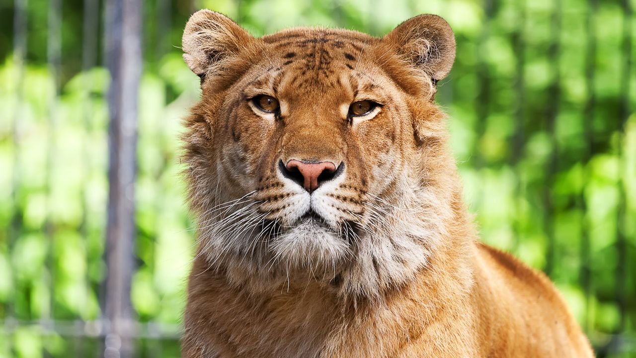 Siberian Liger