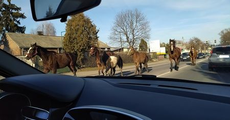 Stado koni biegało między samochodami na jednej z ulic. Zbiegły ze stajni