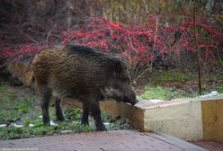 Warszawa ma problem z dzikami. Trzaskowski zapowiada odstrzał