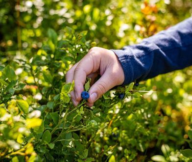 Zbieraczom jagód grożą surowe kary. Nawet pięć tysięcy złotych za nielegalny handel