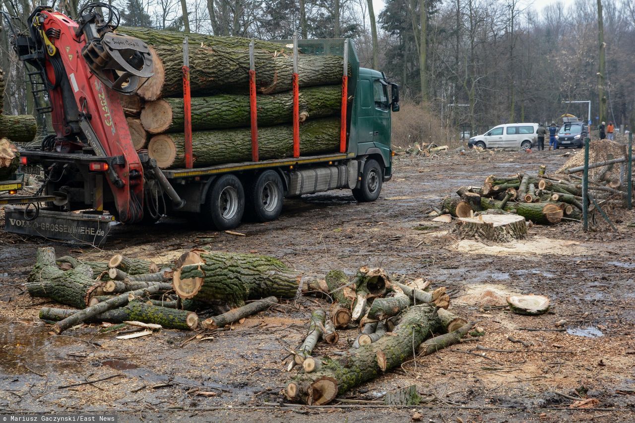 Mamy poważny problem z drewnem. "Dzieją się prawdziwe cuda"