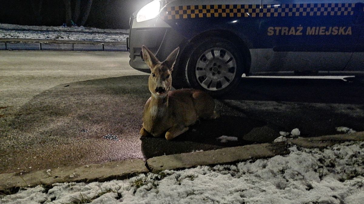 ranną sarnę uratowali strażnicy miejscy