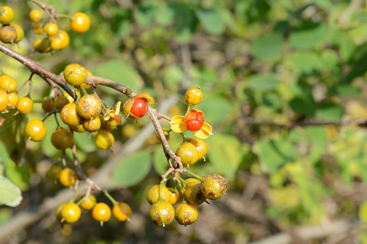 Masz w ogrodzie? Lepiej usuń, bo kara może sięgnąć nawet 1 mln zł