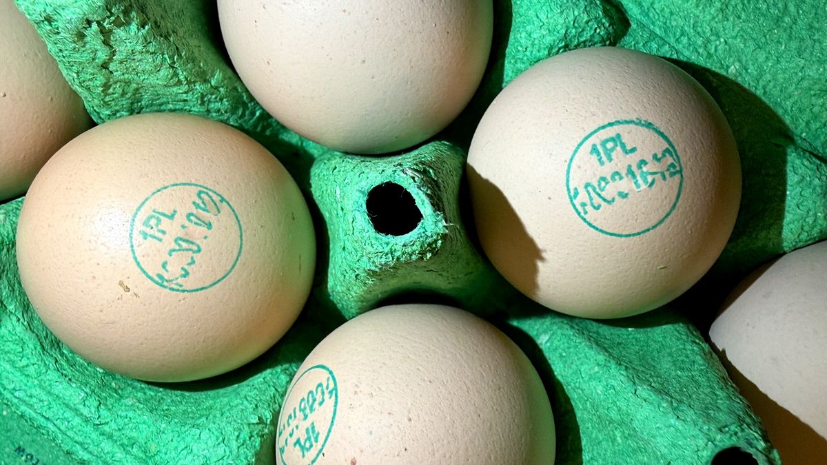 Czy warto wybrać jaja zielononóżki?