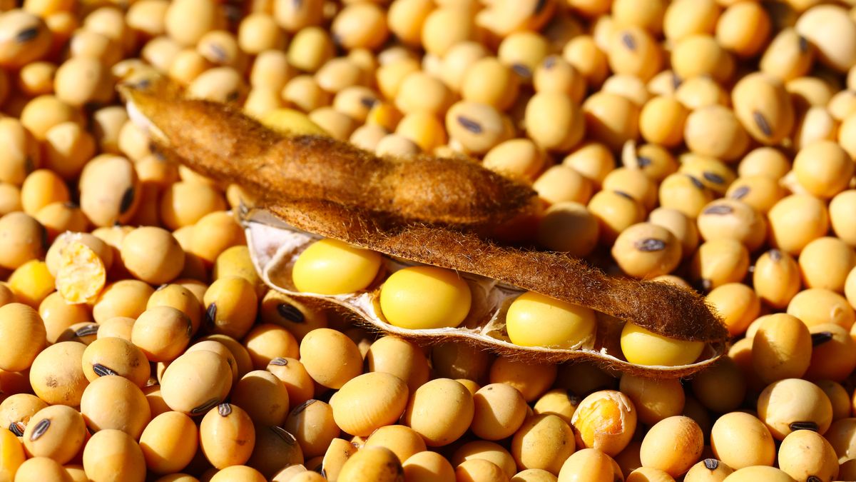 Soja jest rośliną oleistą