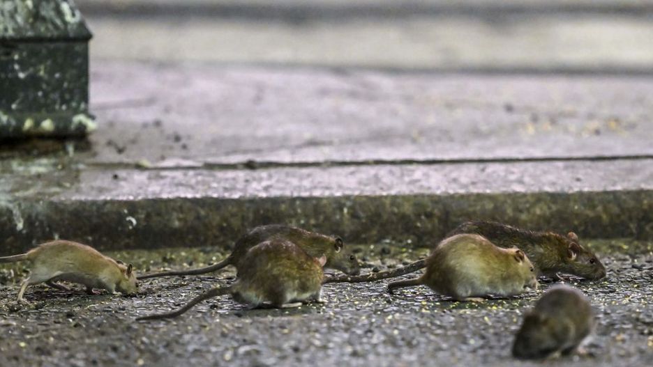 Widok szczurów w Nowym Jorku nie jest dla nikogo zaskoczeniem 