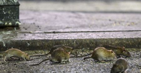 Chcą zwiedzać miasto śladami szczurów. "Są jak nowi celebryci"